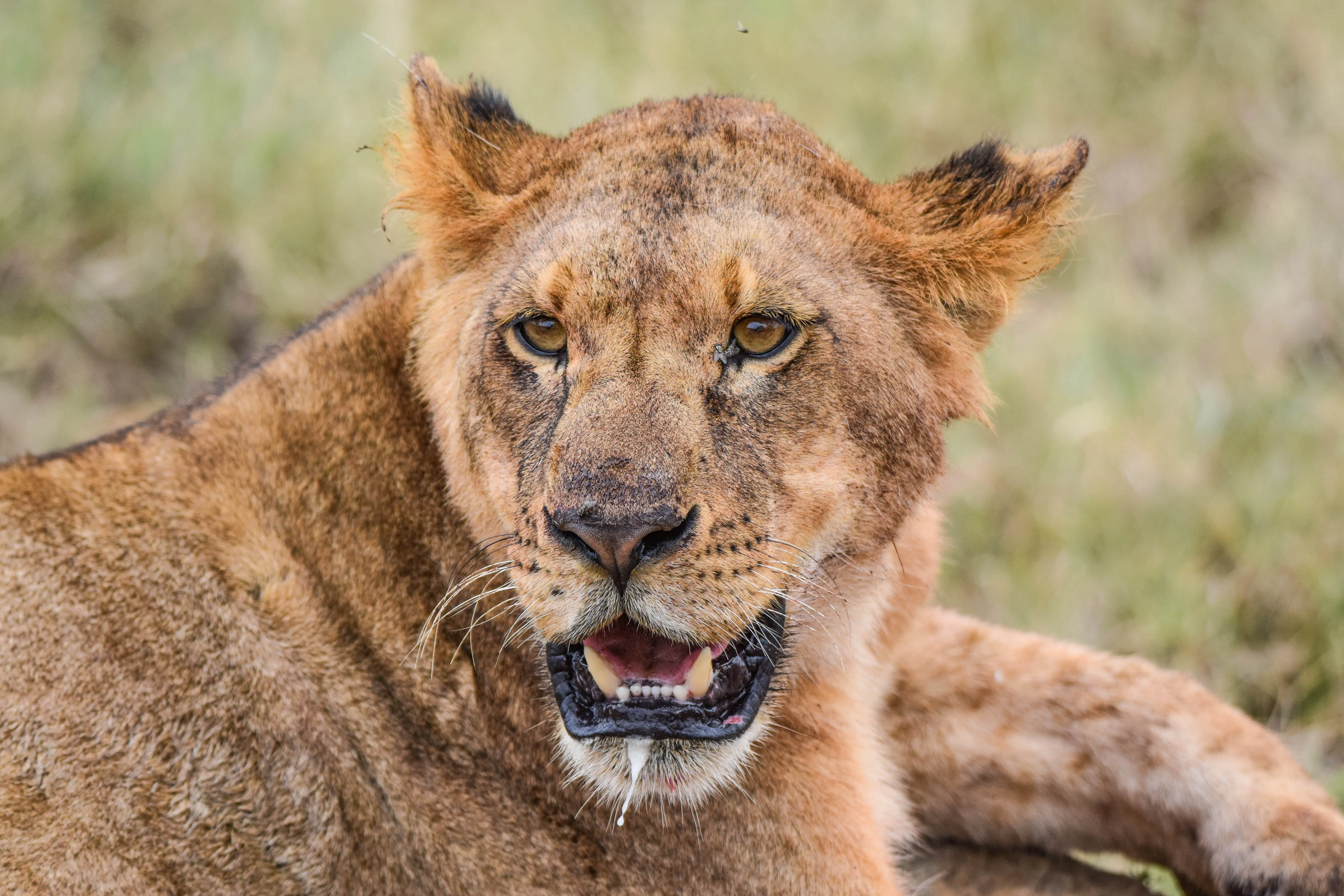 6-Day Amboseli, L. Naivasha, L Nakuru, Masai Mara Midrange Safari