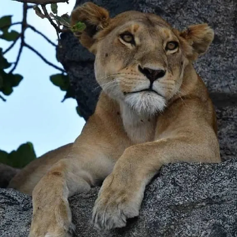 5-Day Comfort Safari Experience.
