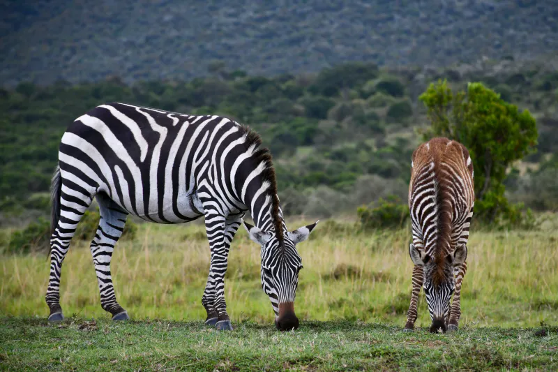 10-Day Memories of Kenya & Tanzania Mid-Range Safari