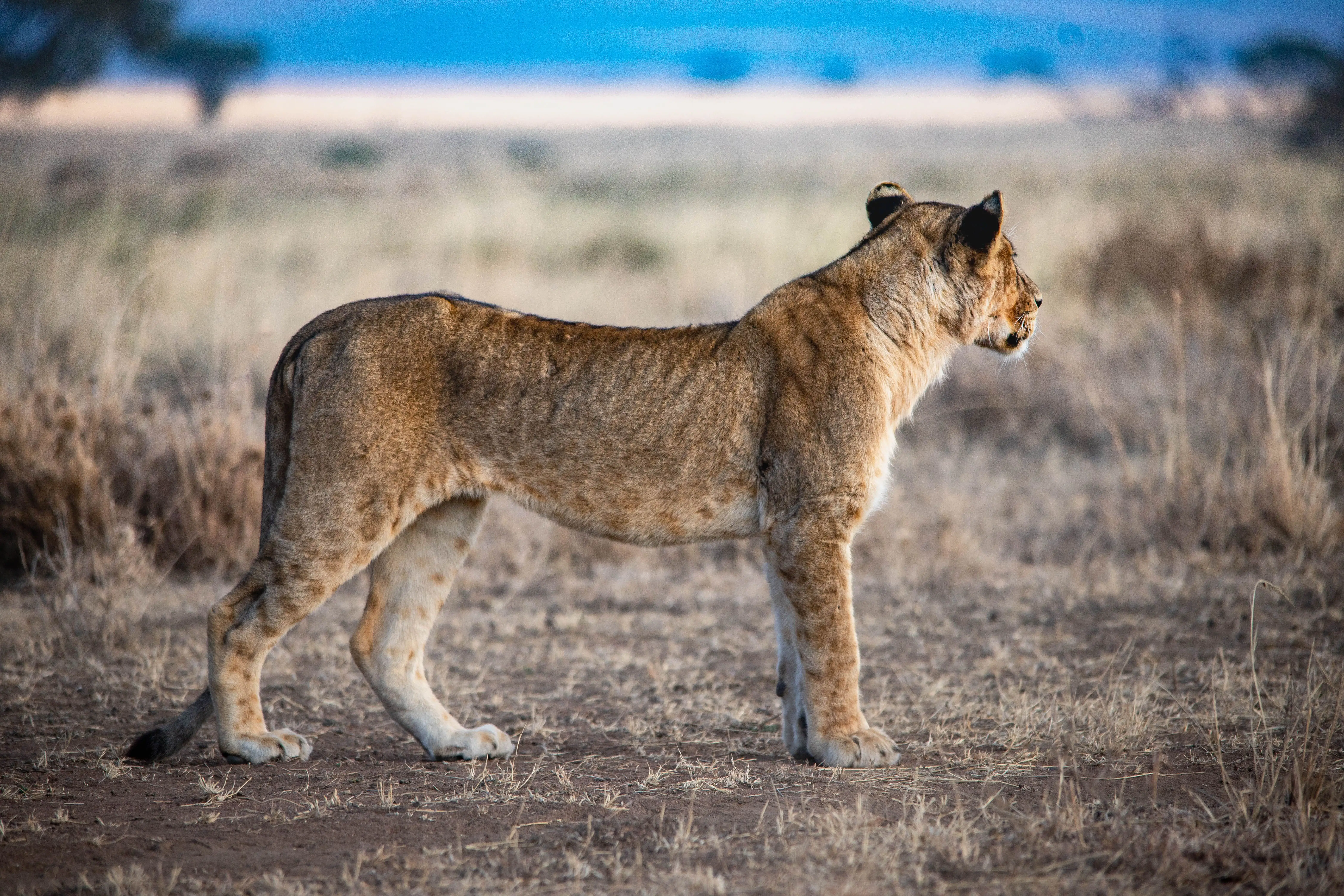 7 Days Fly in Big Cats Tracking Safari Adventure
