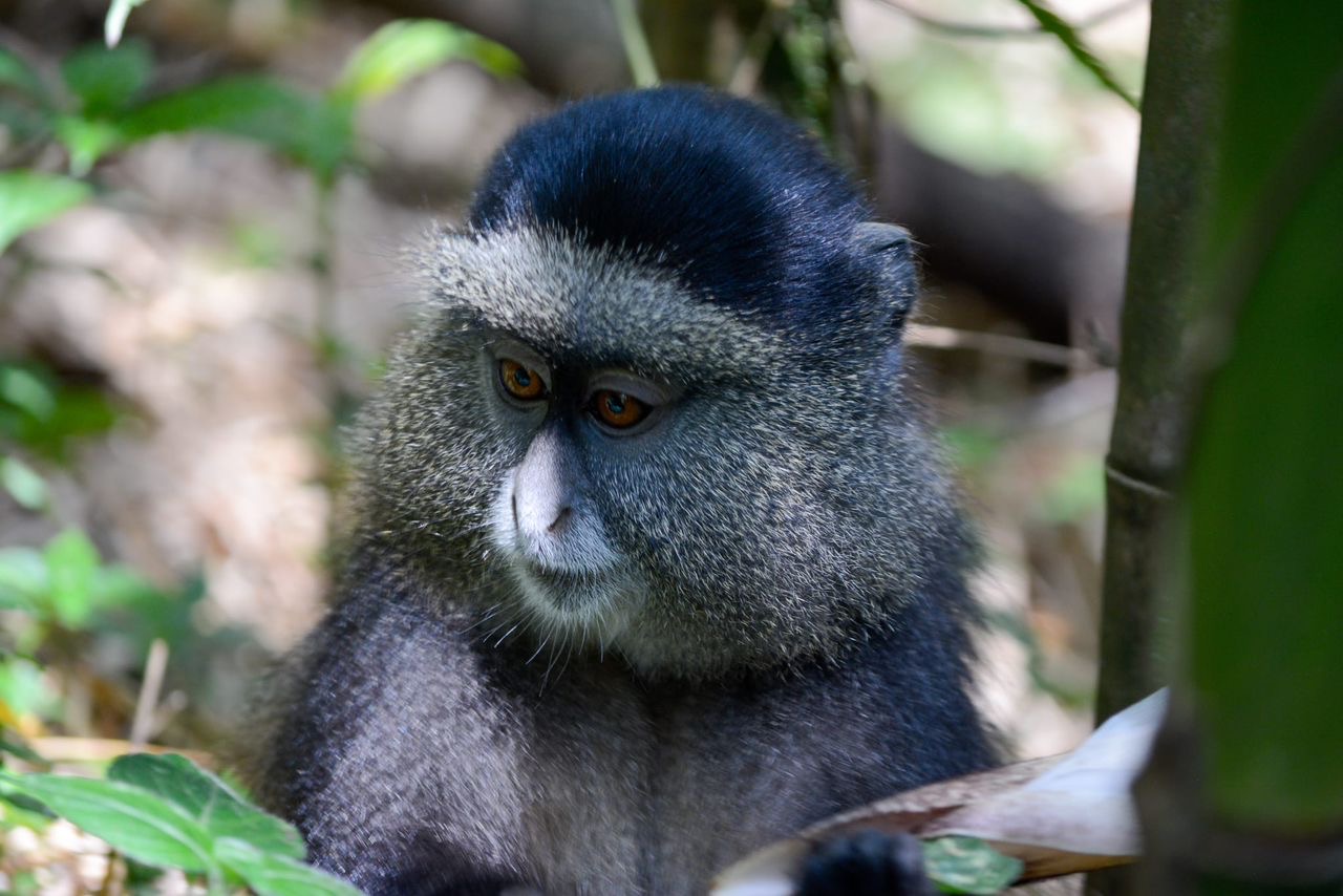 7-Day Rwanda & Uganda Primates Trekking & Wildlife Tour - Safari 2 Gorilla Tours - Safarigo