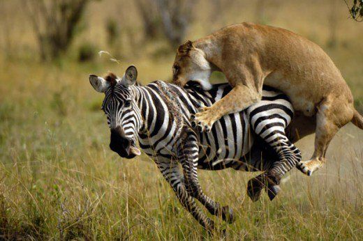 3 Day Maasai Mara