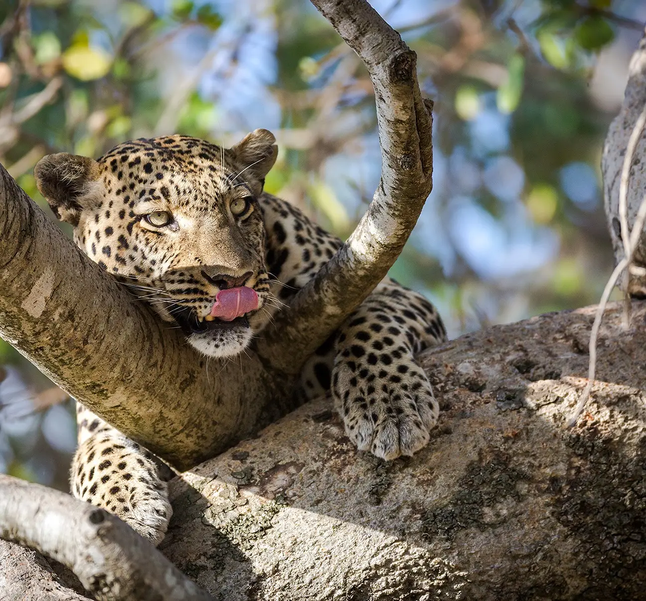 4-Day Safari to Tarangire, Ngorongoro & Serengeti National Park