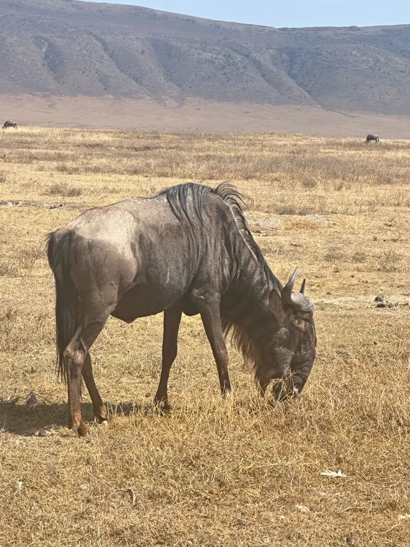 3-Day Great Migration Safari – Serengeti