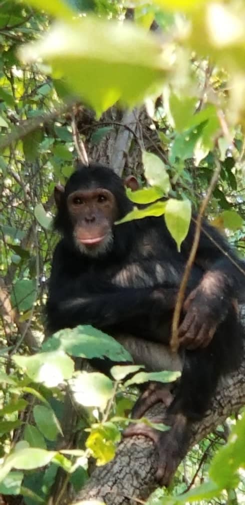 4DAY-CHIMPANZEE TREK IN GOMBE STREEM NATIONAL PARK