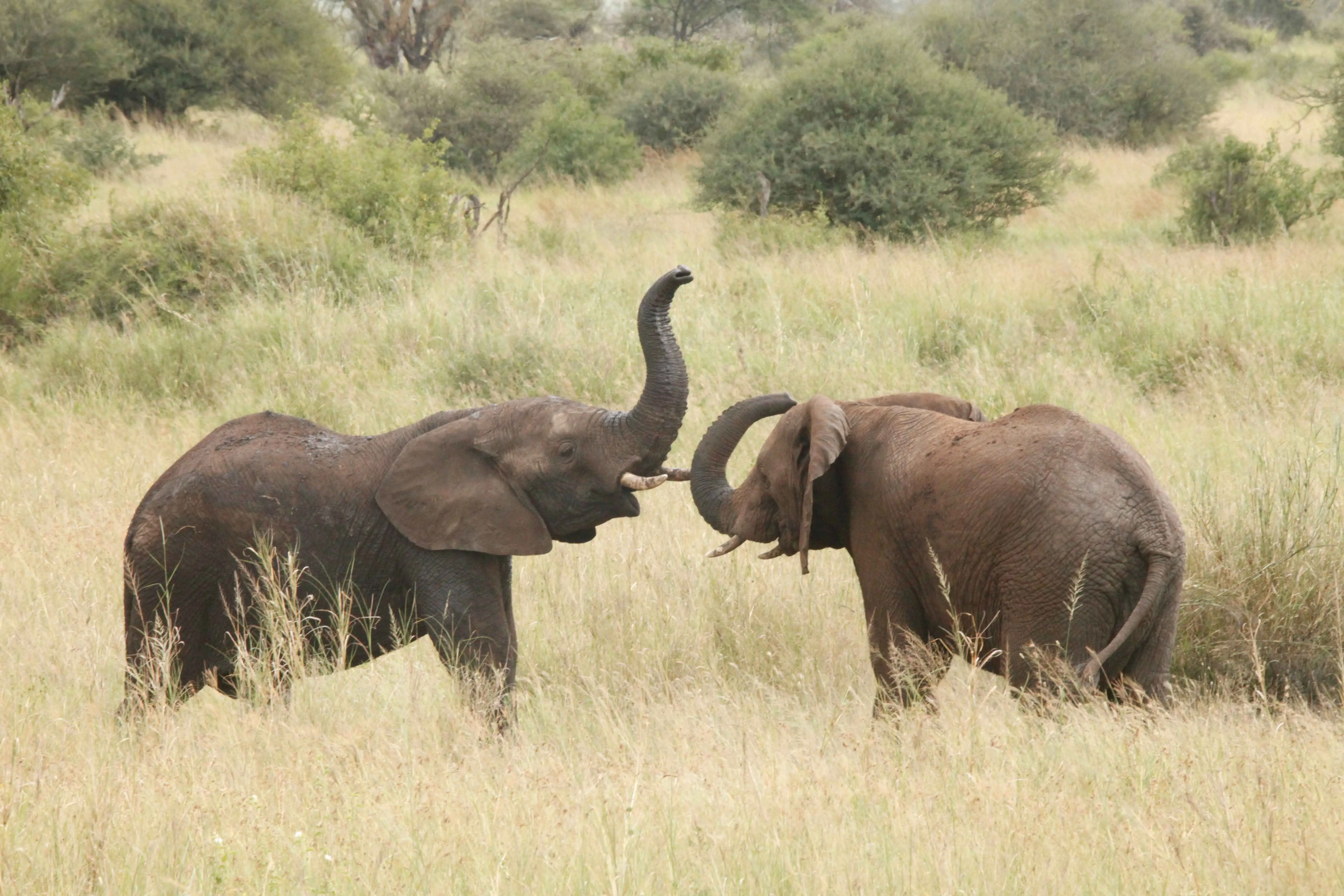 3-Day Budget Safari at Mikumi National Park