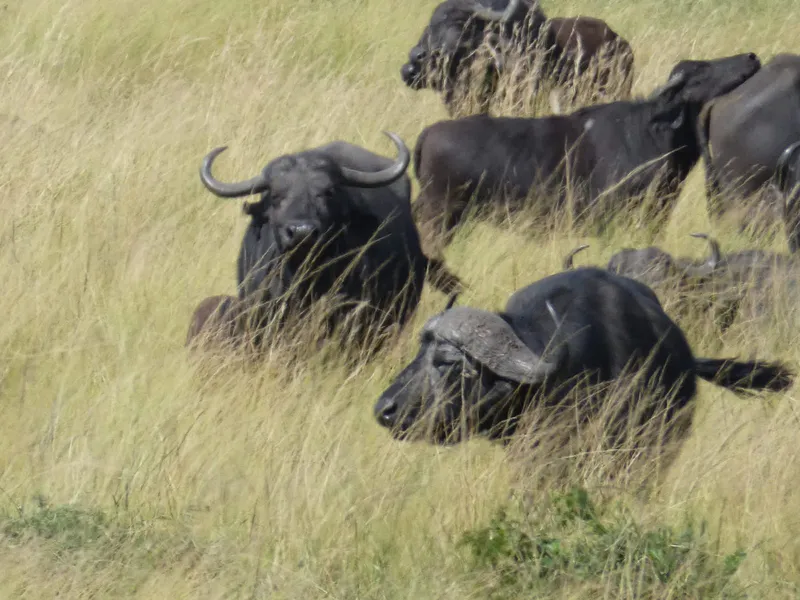 2 Days: Overnight Masai Mara Budget Safari
