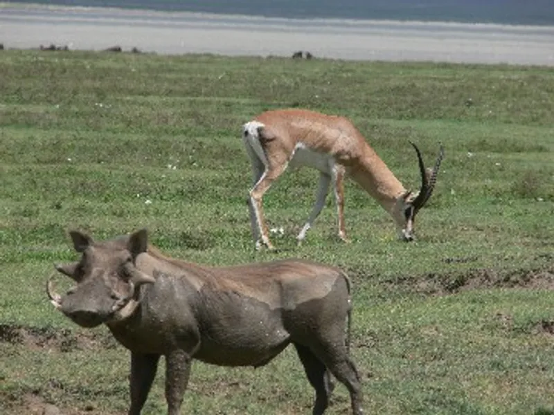 1 Day Mikumi National Park Safari from Morogoro/ Dar es Salaam
