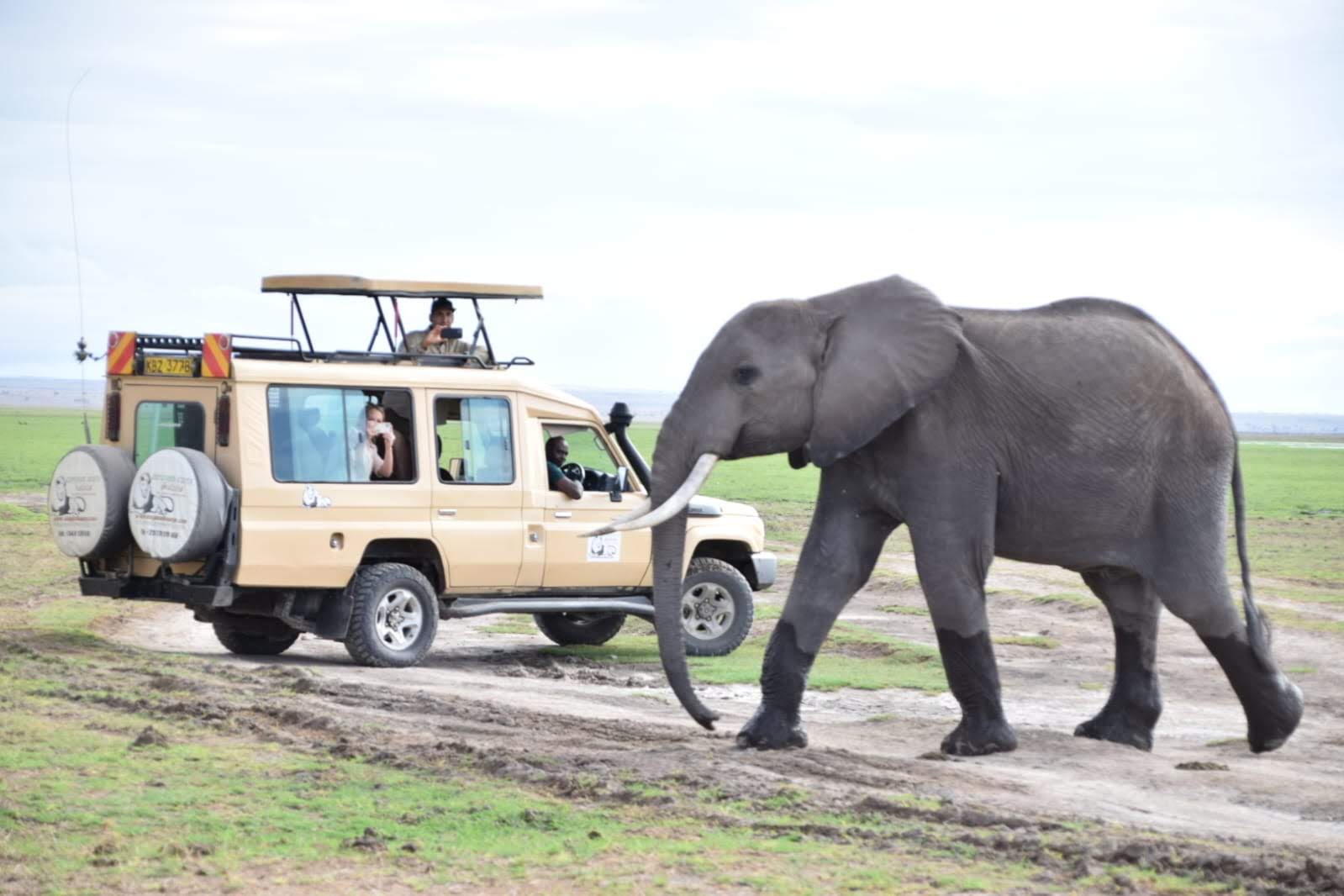 6-Day New Years Kenya Safari Visiting Amboseli Lake Naivasha & Masai Mara - Explorer Kenya Tours & Travel - Safarigo