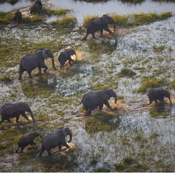 7-Days Maasai Mara ,Nakuru, naivasha and Amboseli Midrange safari.