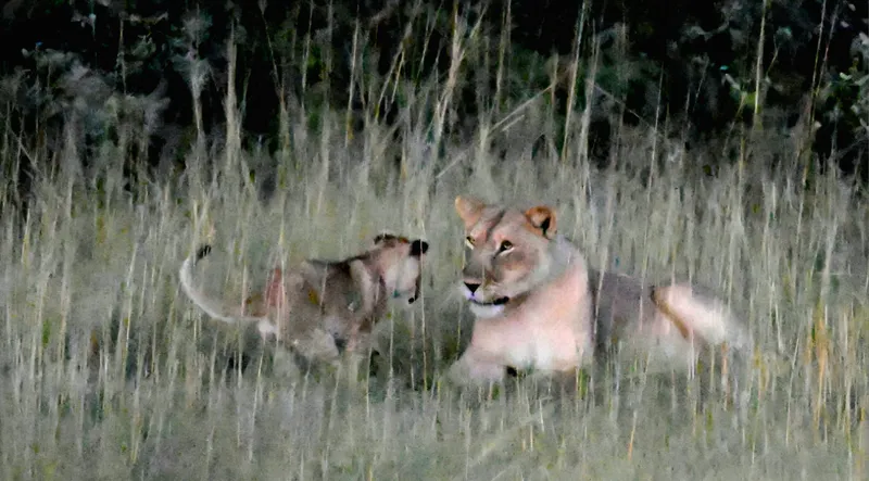 5-Day Etosha National Park.