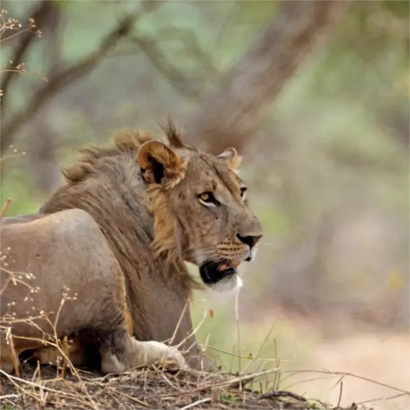 3-Day Luxury Safari to Serengeti and Ngorongoro from Zanzibar