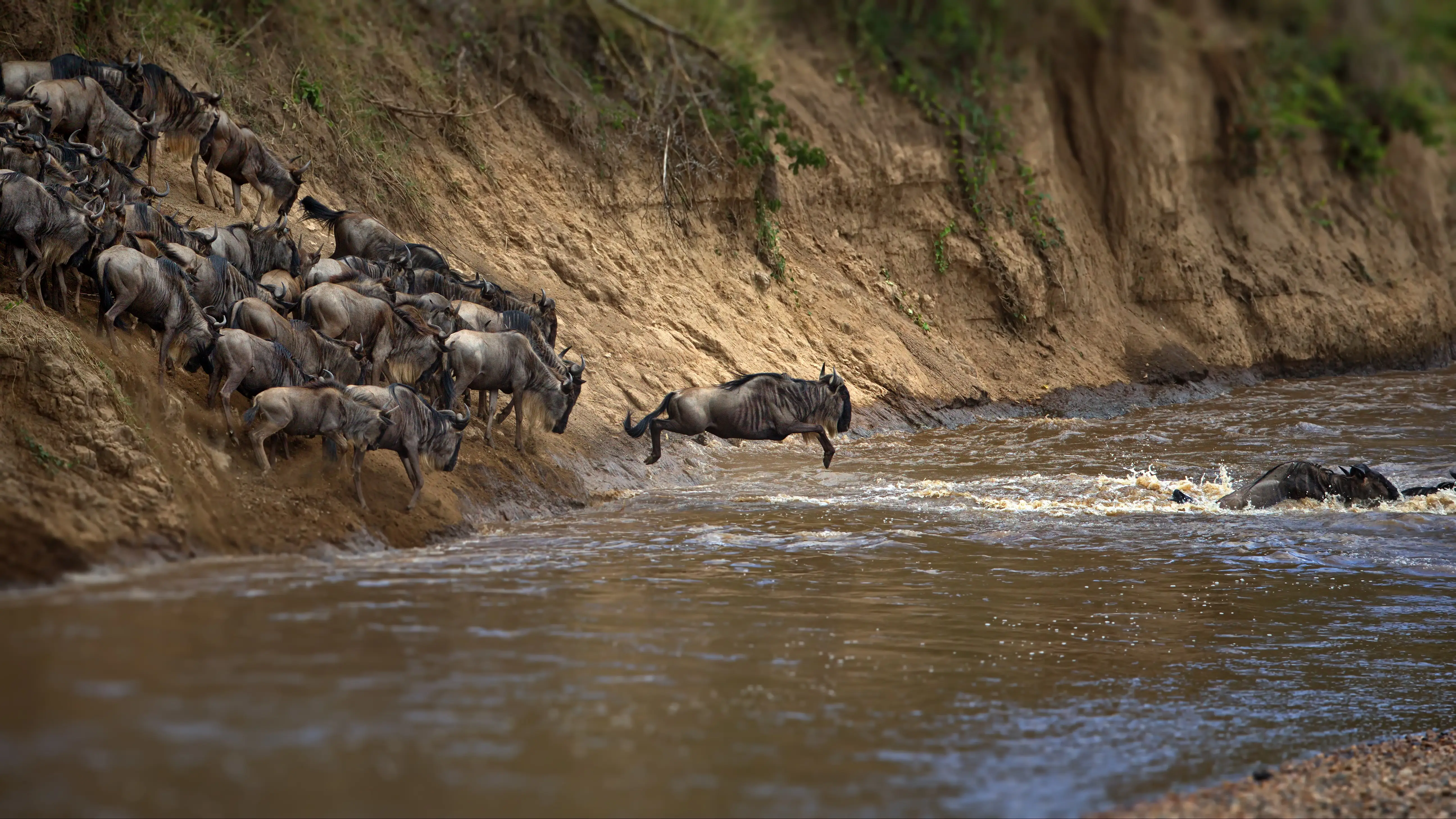 5-Day Ol Pejeta, Lake Nakuru & Masai Mara Safari (Mid-Range)