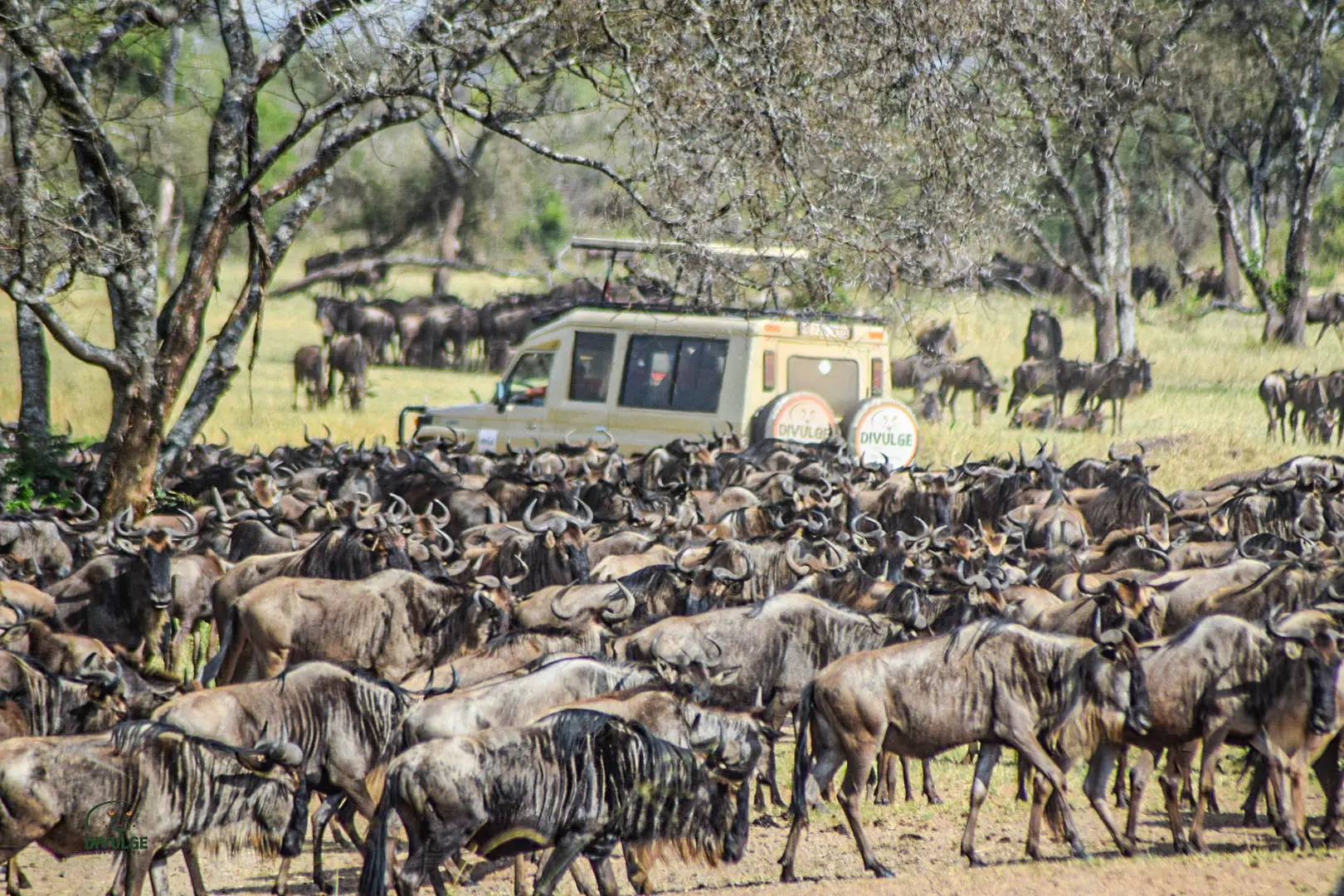 6 Day Kenya Classic Wildebeest Migration Sopa Circuit Standard Luxury Safari