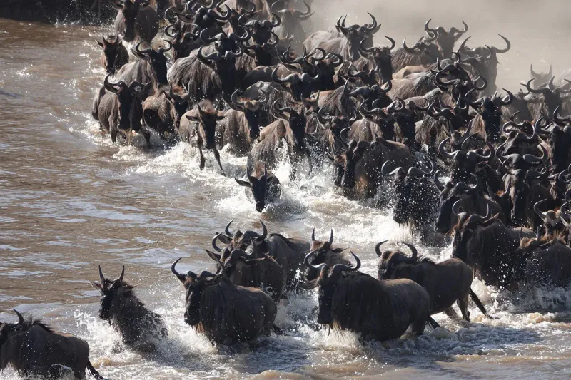 7-Day Calving Season and Cultural Safari