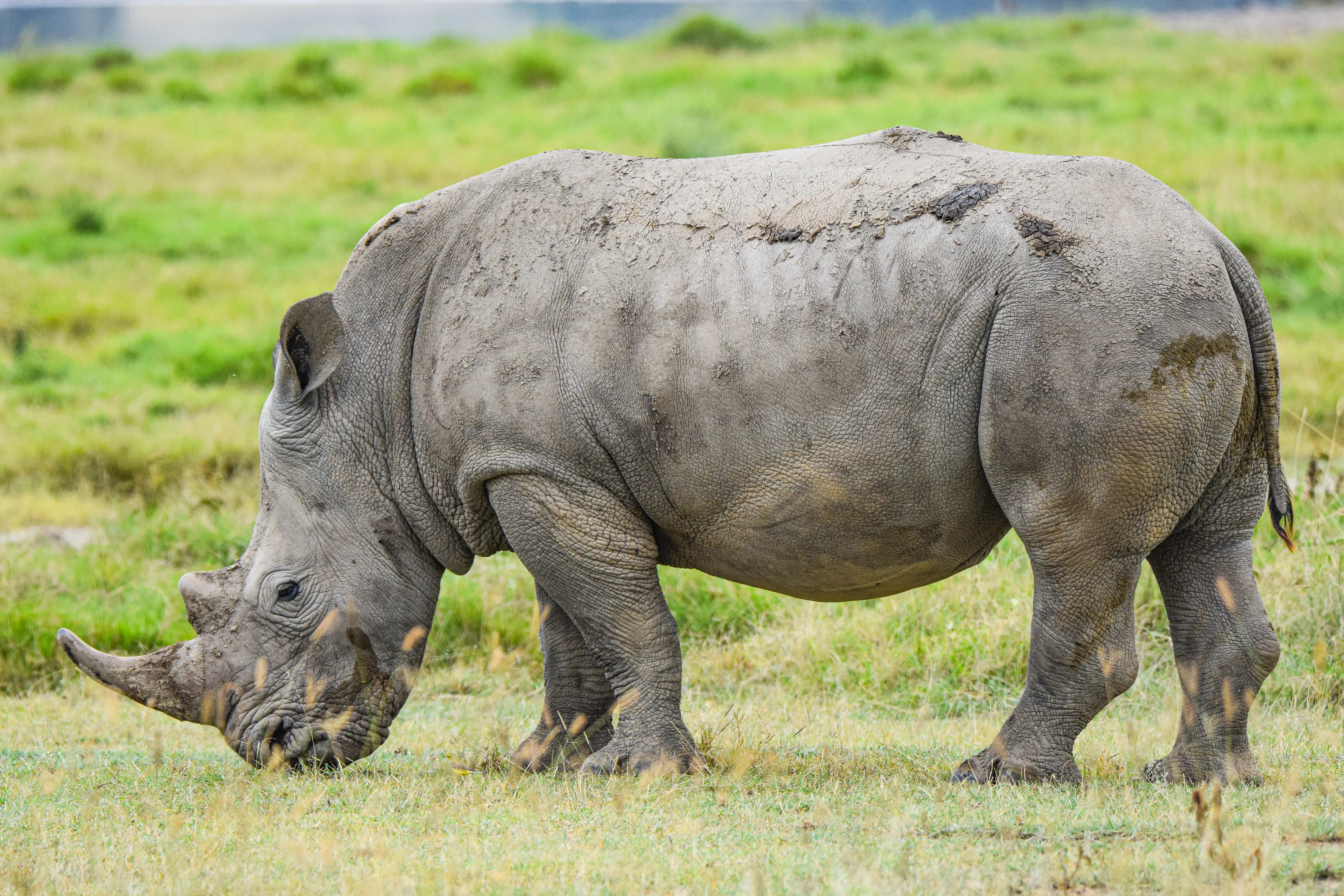 6-Day Amboseli, L. Naivasha, L Nakuru, Masai Mara Midrange Safari