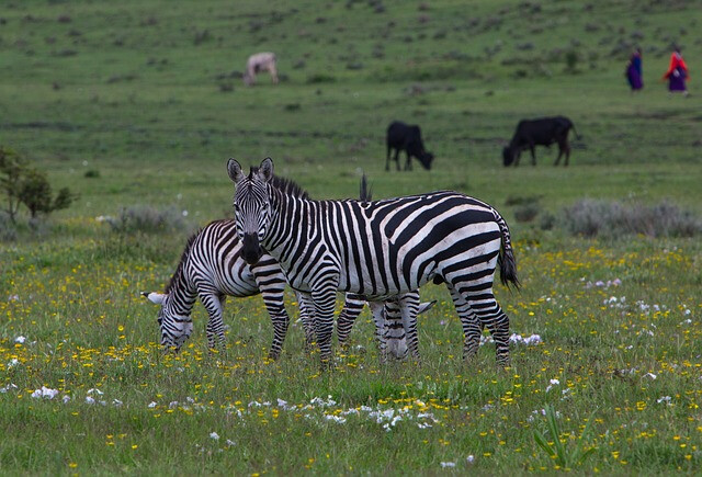 6 Days Tanzania Safari