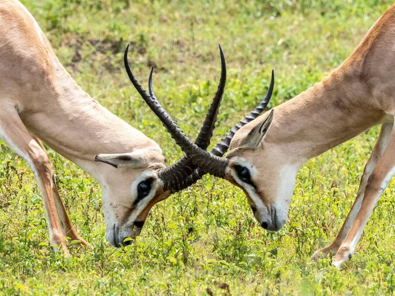 5-Day Best Northern Tanzania Luxury Safari