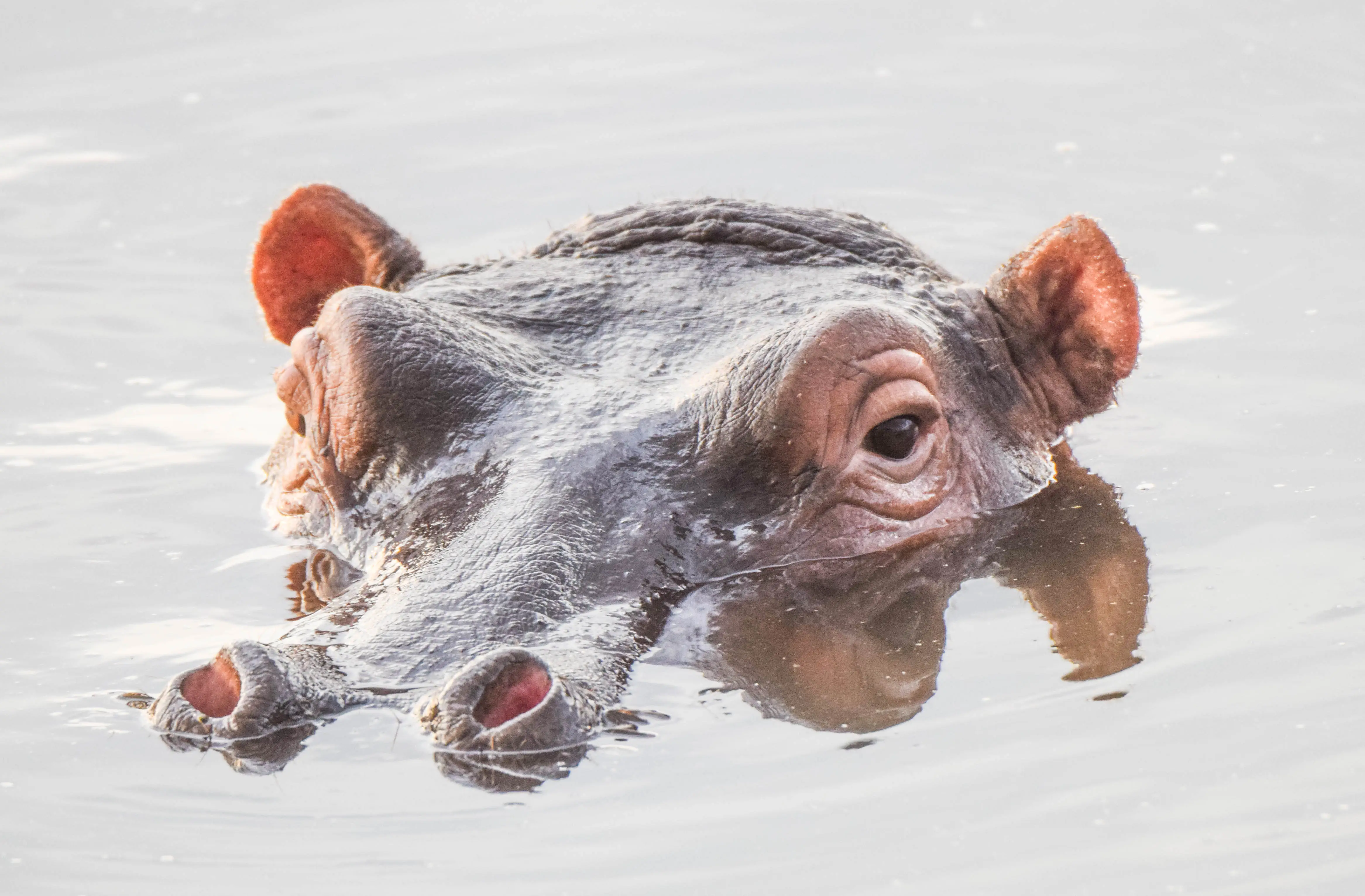 4-Day Lake Nakuru and Masai Mara Mid Range Safari