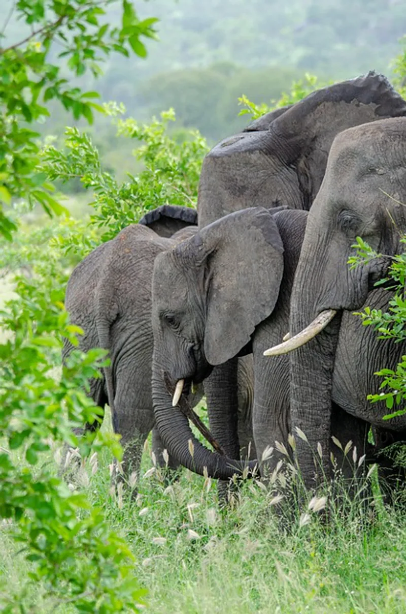 4-Day The Great Awaits in Serengeti National Park