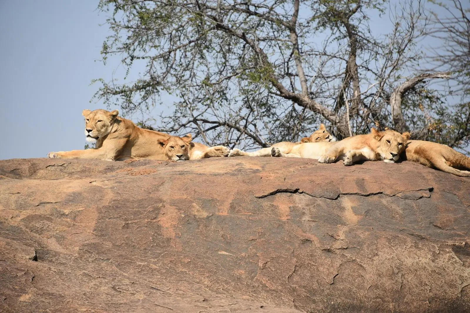 5 Days/ 4 Nights:Arusha, Ngorongoro and Serengeti Safari