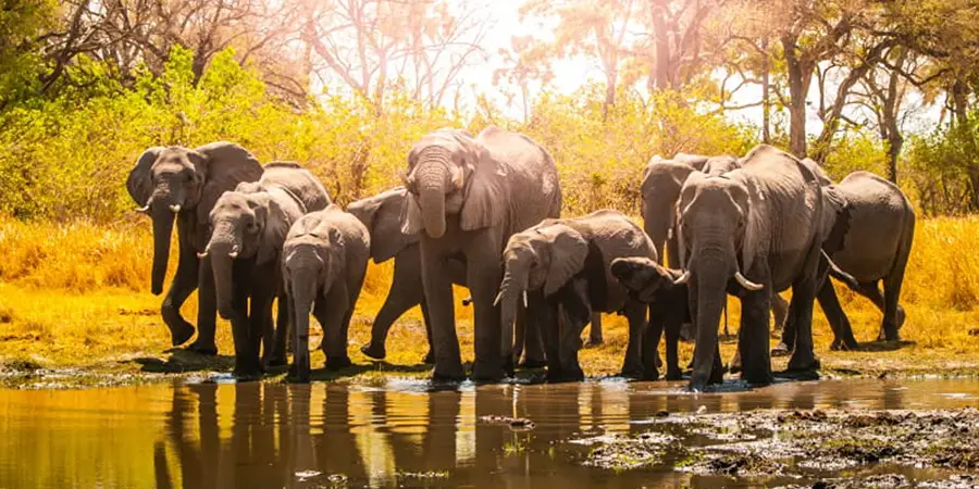 3-Day Nyerere National Park (Selous Game Reserve) Safari Package.