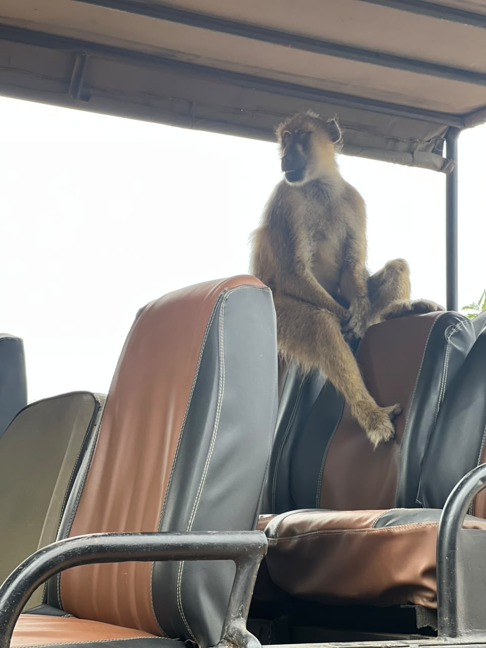 3-day Serengeti plains and Ngorongoro crater safari