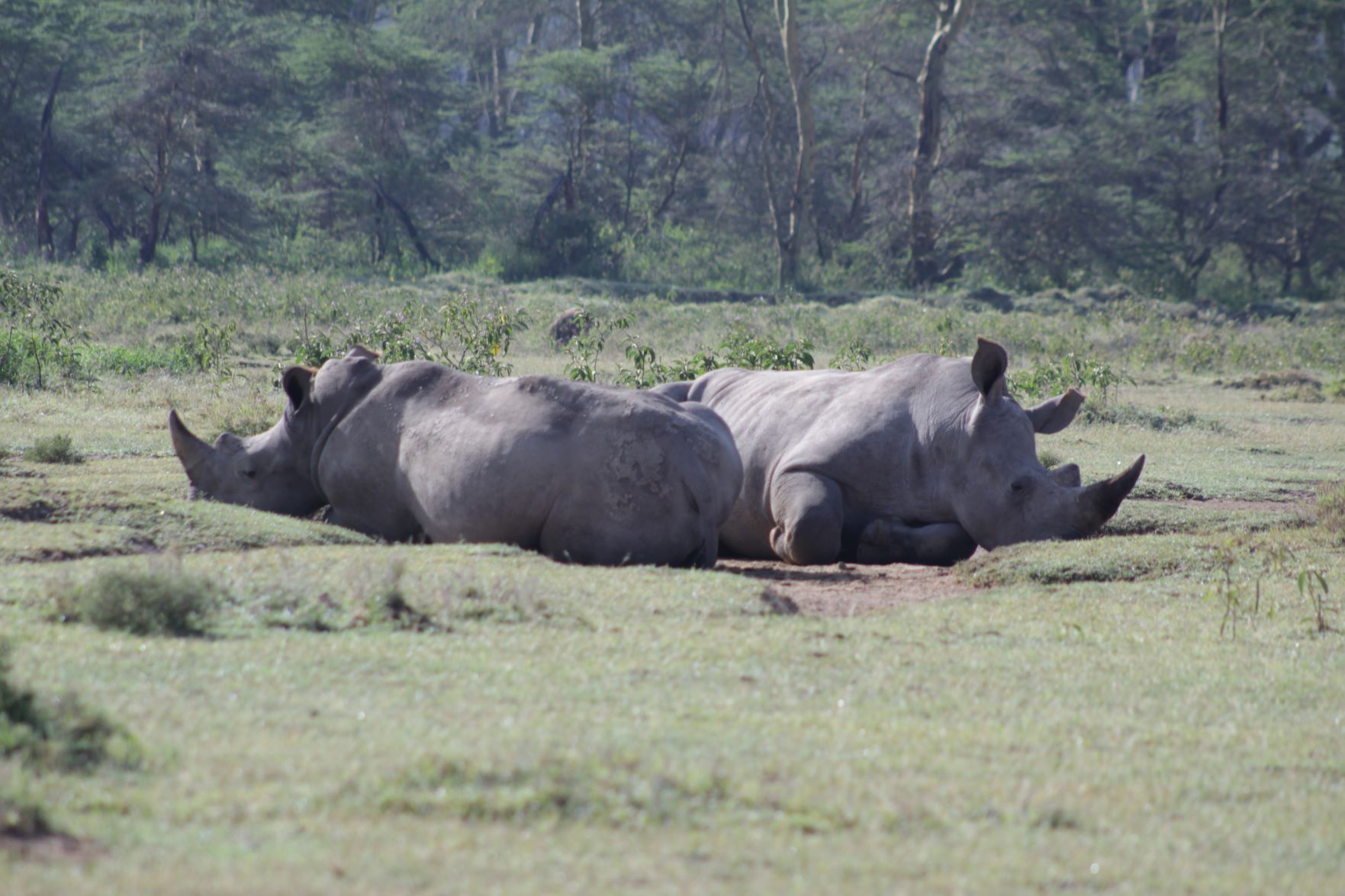 Amboseli and Tsavo Safari - 4 Days