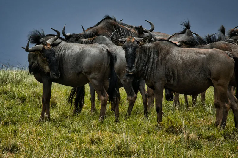 5-Day Signature Luxury Safari – Serengeti, Ngorongoro & Tarangire from Zanzibar