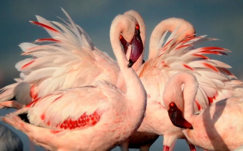 4-Day Tarangire, Serengeti and Ngorongoro Safari