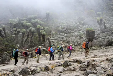 Climb Mt.Kilimanjaro via Lemosho Route for 8 Days - Spirit of Kilimanjaro - Safarigo