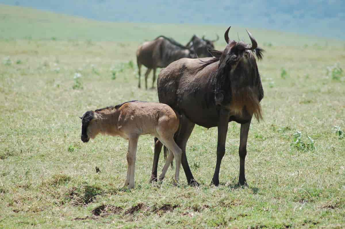 8-Day Mid-Luxury Ndutu Migration, December–April