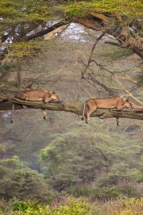 7-Days Maasai Mara ,Nakuru, naivasha and Amboseli Midrange safari.