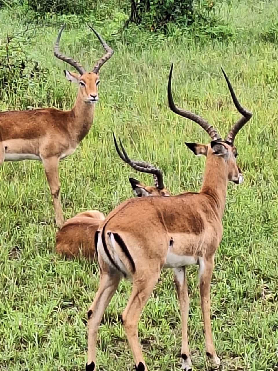 2-Day Fly in Fly out of Tarangire NP & Ngorongoro Crater