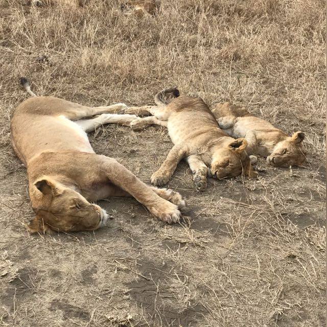 12 Days Tanzania Unforgettable Safari