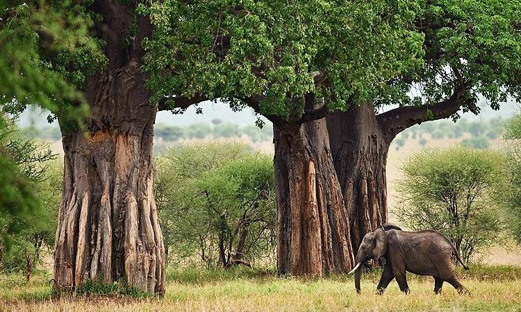 Tarangire National Park Day Trip