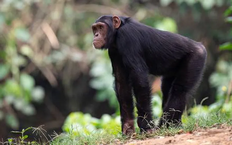 10 Day Camping Wildlife Safari in Uganda