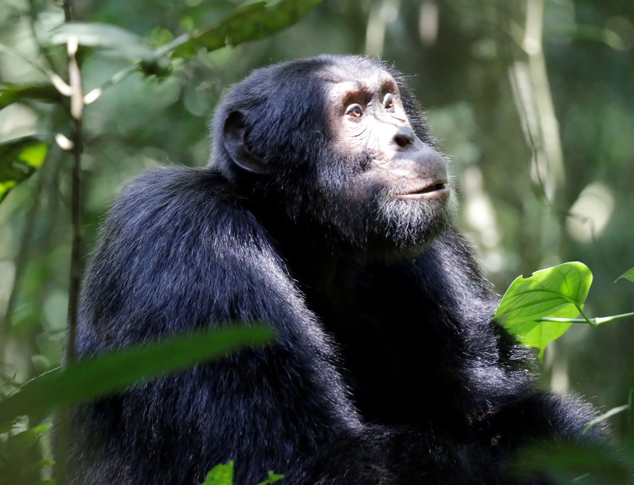 6 Days Rwanda Gorillas, chimpanzees and golden monkeys safari
