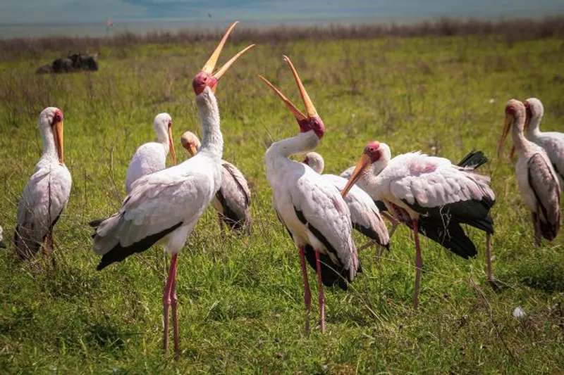 5 Days Mid-range safari