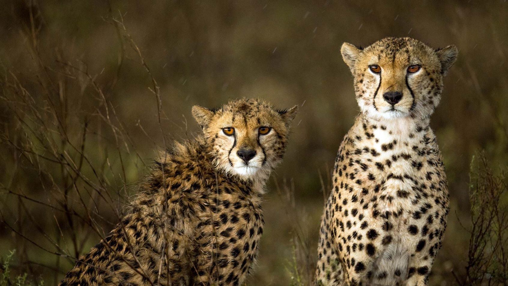 6-Days Ngorongoro, Serengeti, Lake Manyara Experience Safari