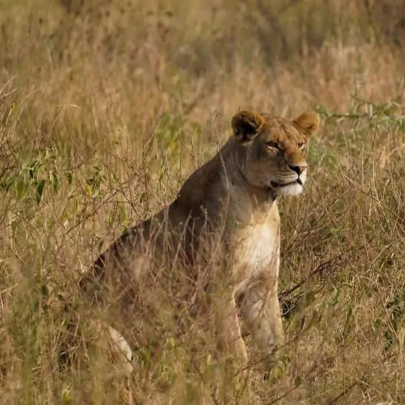 2 Day Tarangire & Ngorongoro Crater safari.