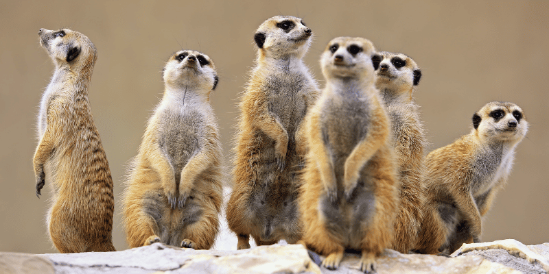 3-Day Fly in and out for a Luxurious Serengeti Adventure