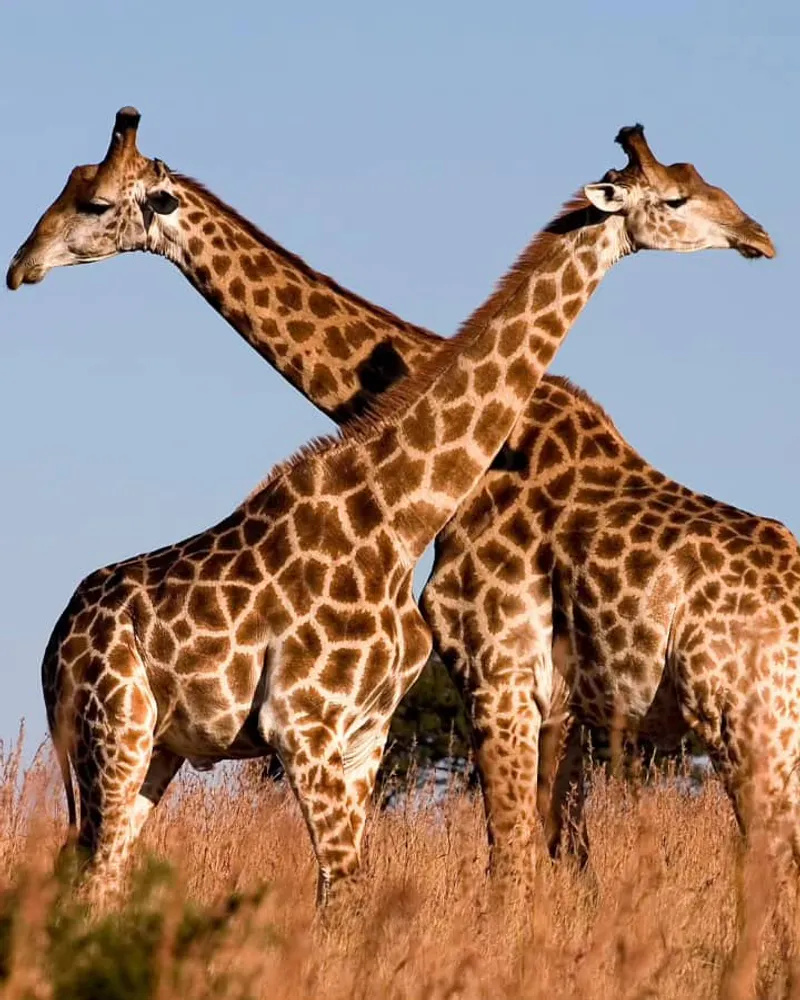 3 Days Boating Lake Victoria, Hiking Saanane Island and Serengeti Wildlife Safari