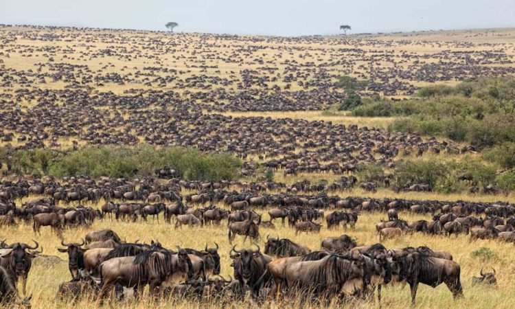 5-DAY WILDEBEEST MIGRATION CALVING IN NDUTU DEC TO APRIL