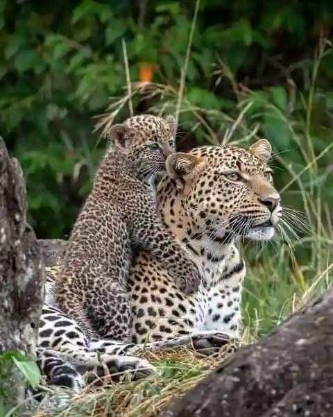 Birds, Rhinos & Lions: A 6-Day Safari Through Kenya’s Wild Treasures