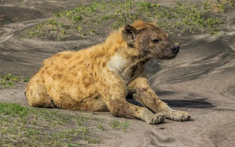 3-Day To Tarangire, Ngorongoro Crater and Lake Manyara