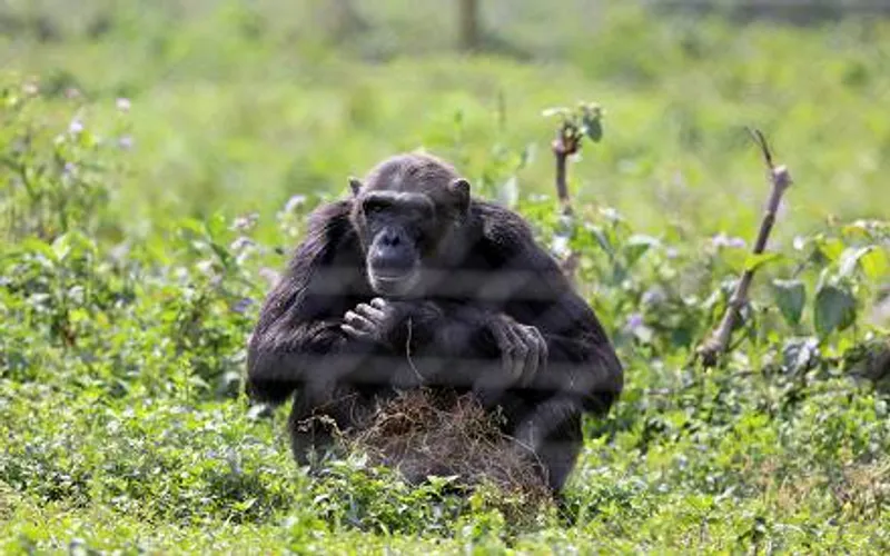 5 Day Wildlife and Gorilla Experience