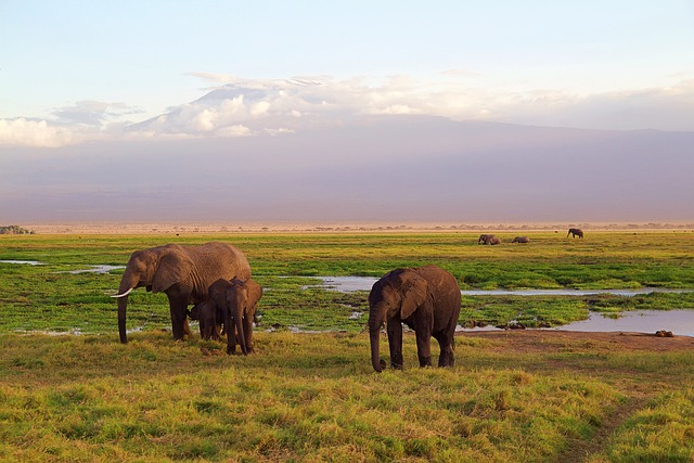 8-Day Major Parks Luxury Safari in Kenya - RAMBLE AFRICA SAFARIS - Safarigo