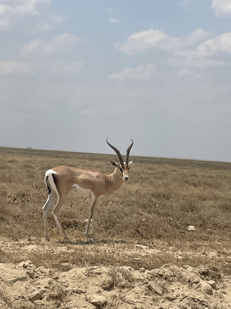5 天 / 4 晚 坦桑尼亞野生動物探險之旅(從塞盧斯到米庫米)
