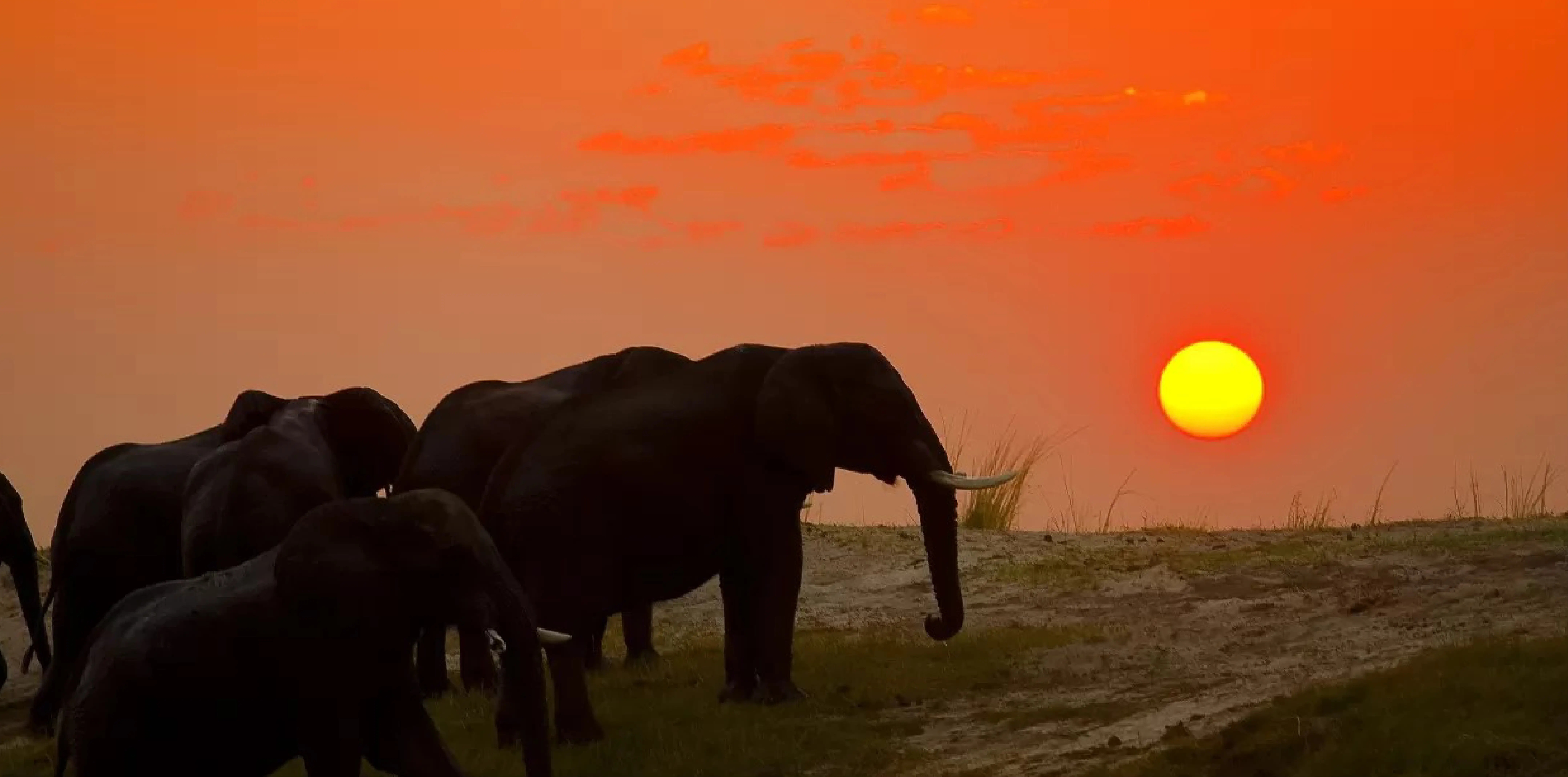4-Day Luxury Premium Safari